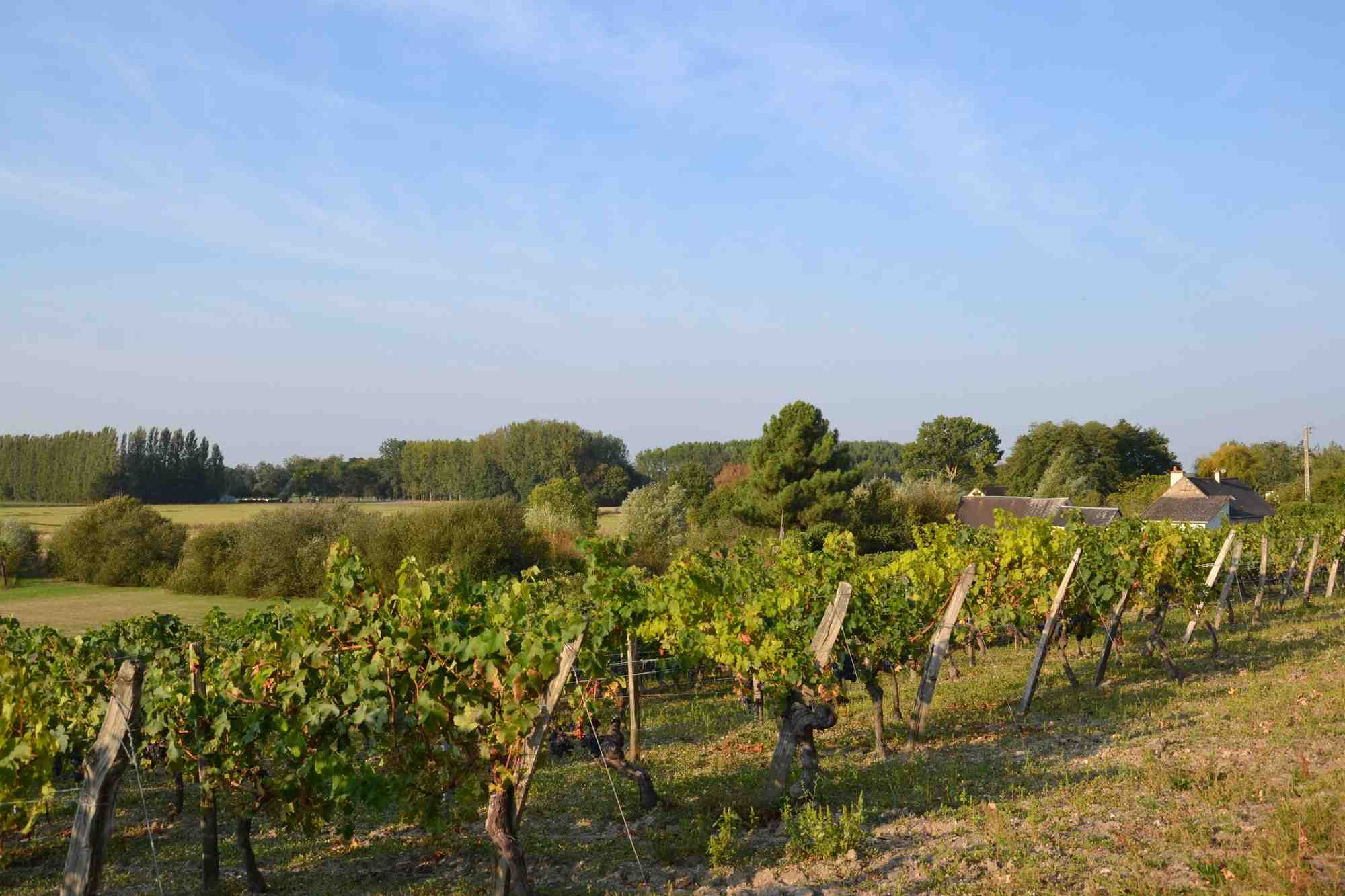 vignes st nicolas bourgueil