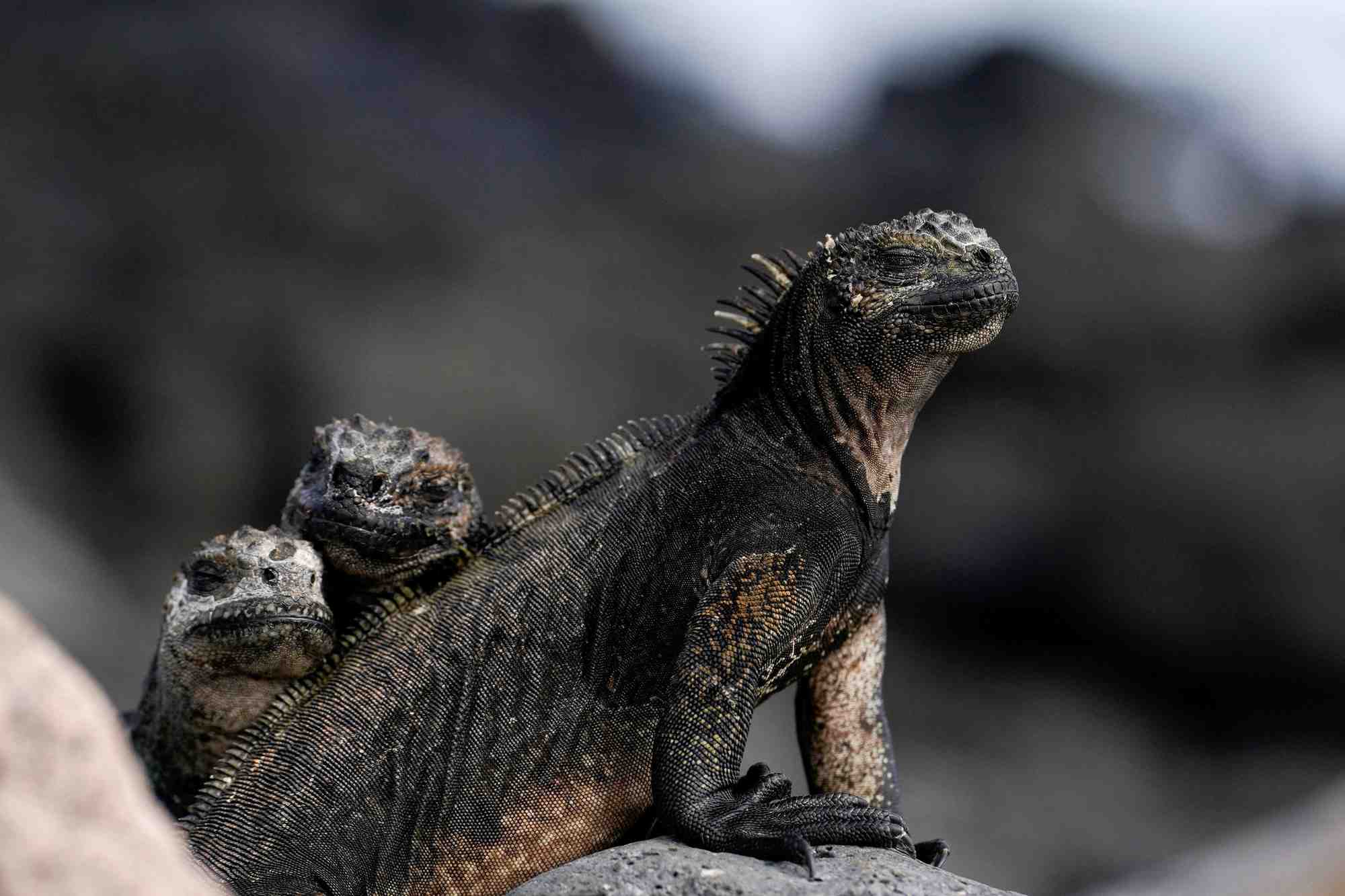 Des iguanes marins sur l'ile de santa cruz, dans l'archipel des galapagos, en equateur