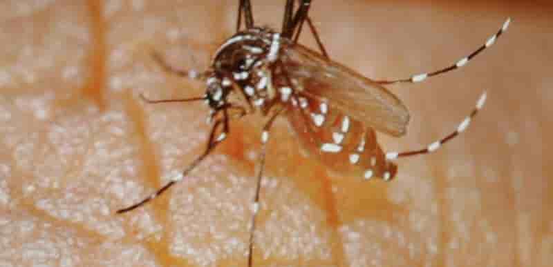 L'epidemie de chikungunya a fait 15 morts en polynesie
