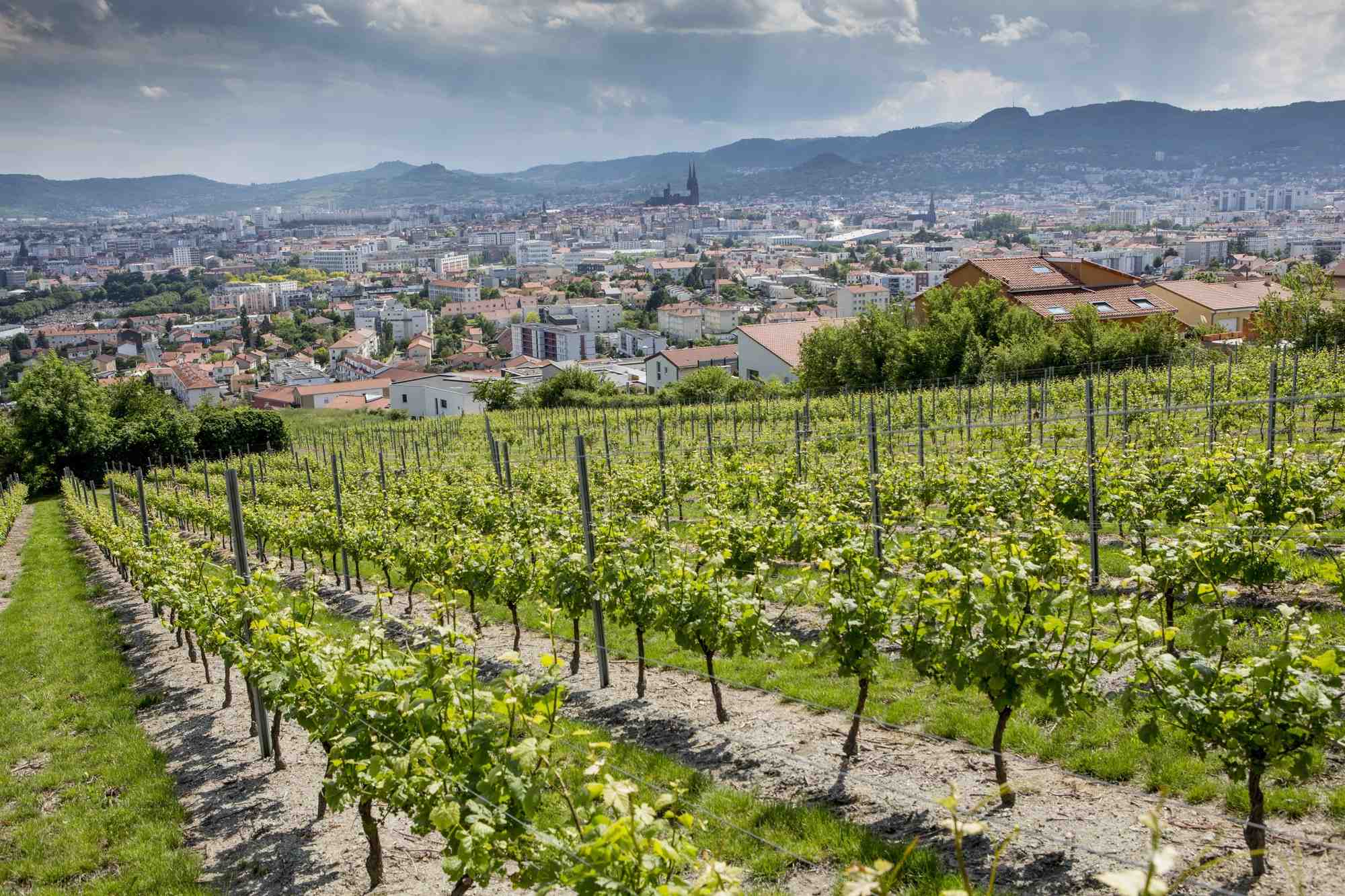 Les vins d'Auvergne connaissent un succès croissant ces dernières années.