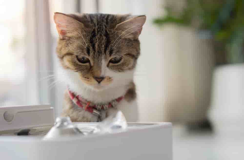 20 % de réduction sur cette fontaine à eau pour chat !
