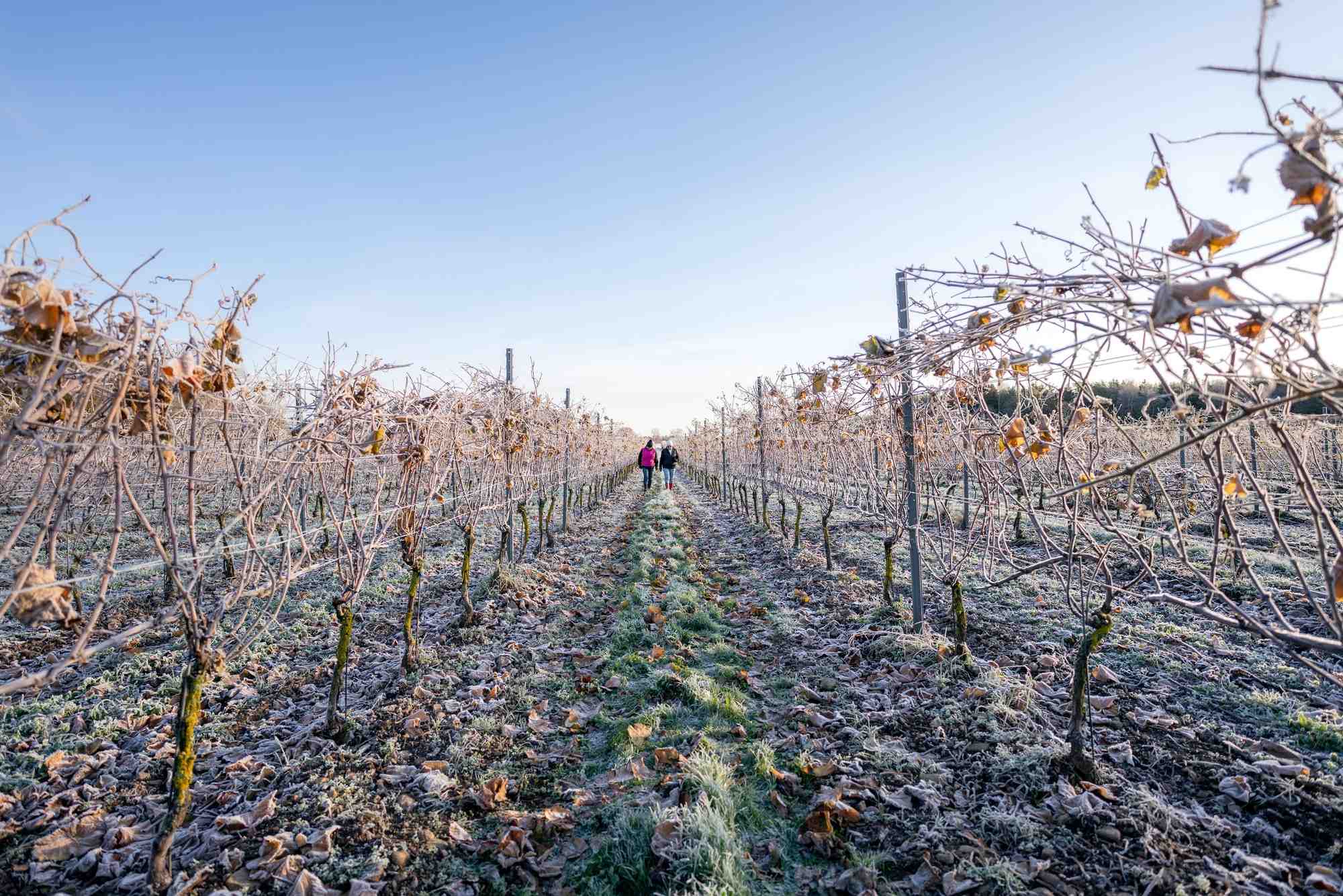 Bessé aleas climatiques