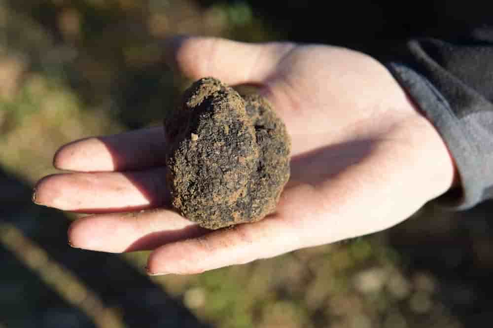 Truffe