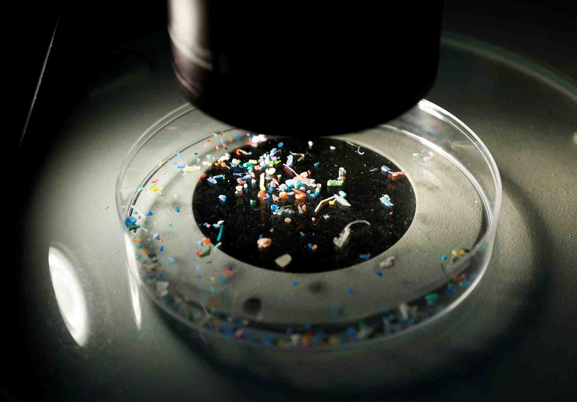 Photo d'archives des microplastiques dans la boite de petri