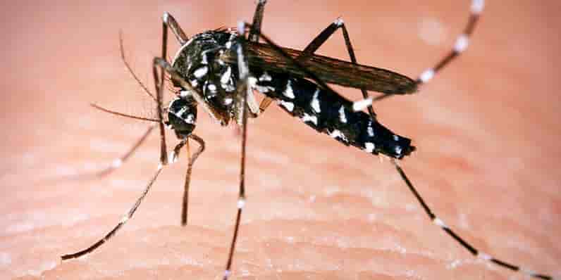 La guerre contre le moustique tigre, vecteur de virus, est déclarée.