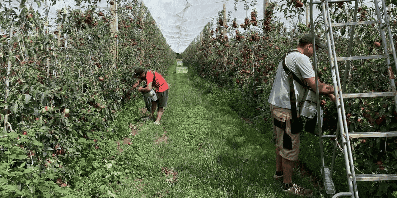 pommes agriculture biologique verger