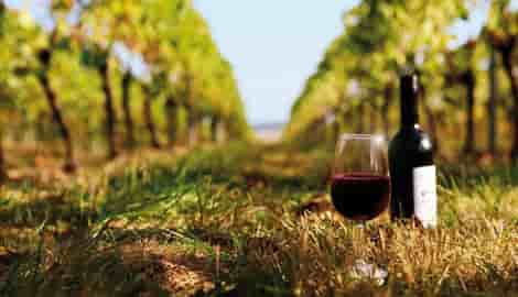 vignoble