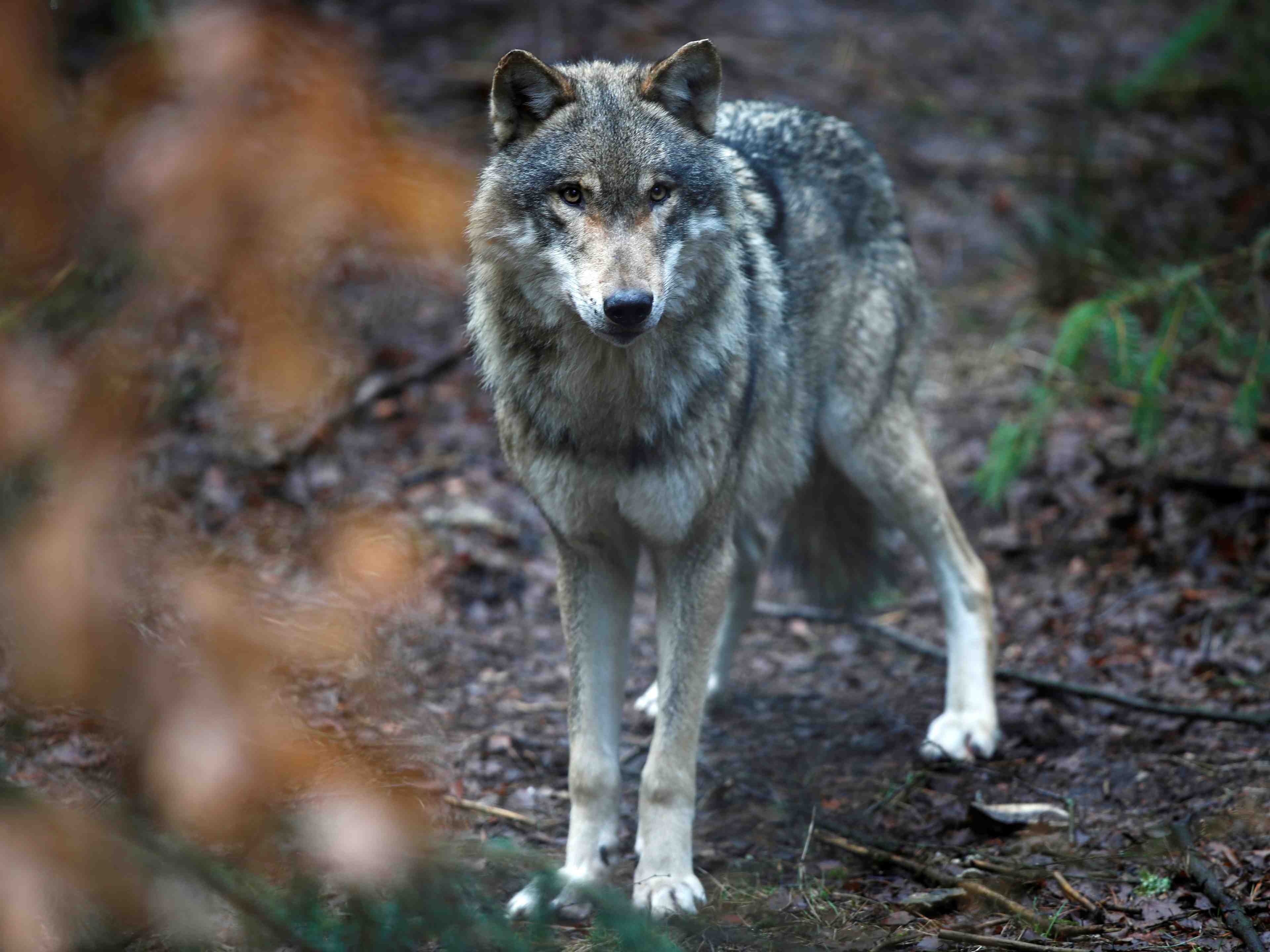 Le loup n'est plus en voie de disparition, dit guillaume