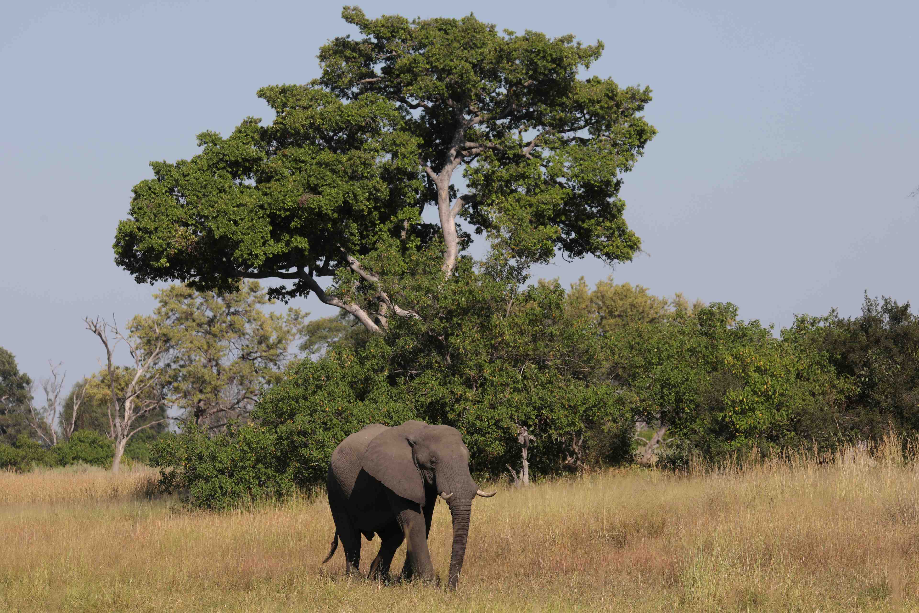 Au botswana, des elephants decimes par une toxine mortelle