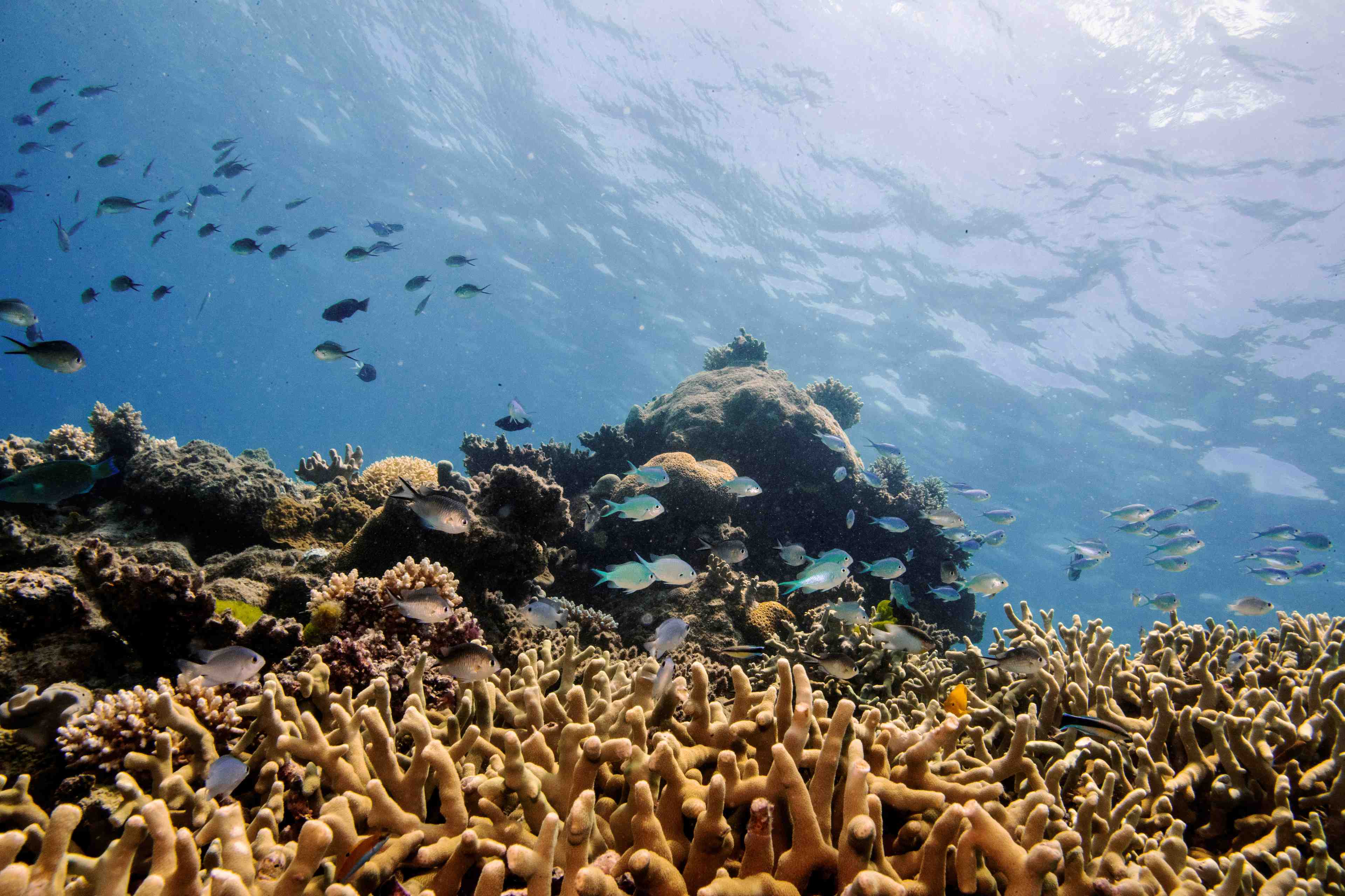 La grande barriere de corail devrait etre classee "en danger"