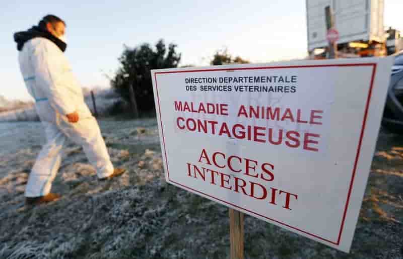 La grippe aviaire inquiete l'oms