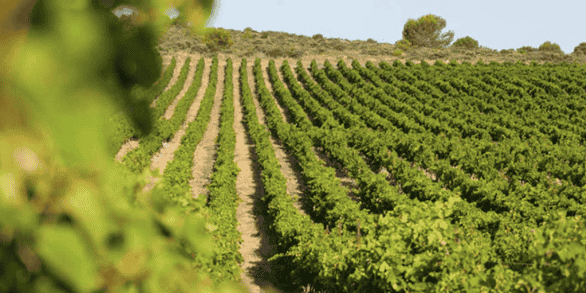 Dans le Languedoc-Roussillon, les viticulteurs ont une préoccupation prioritaire : l'eau.