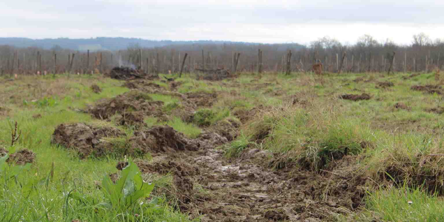 Une parcelle de vignes arrachées dans le terroir bordelais de l'Entre-deux-mers en mars 2024.