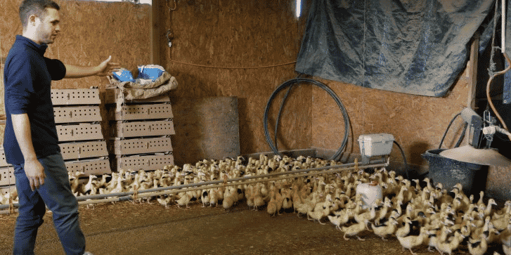 La filière oies et canards gras (les palmipèdes) va de l'oeuf au produit fini gastronomique en passant par l'élevage.