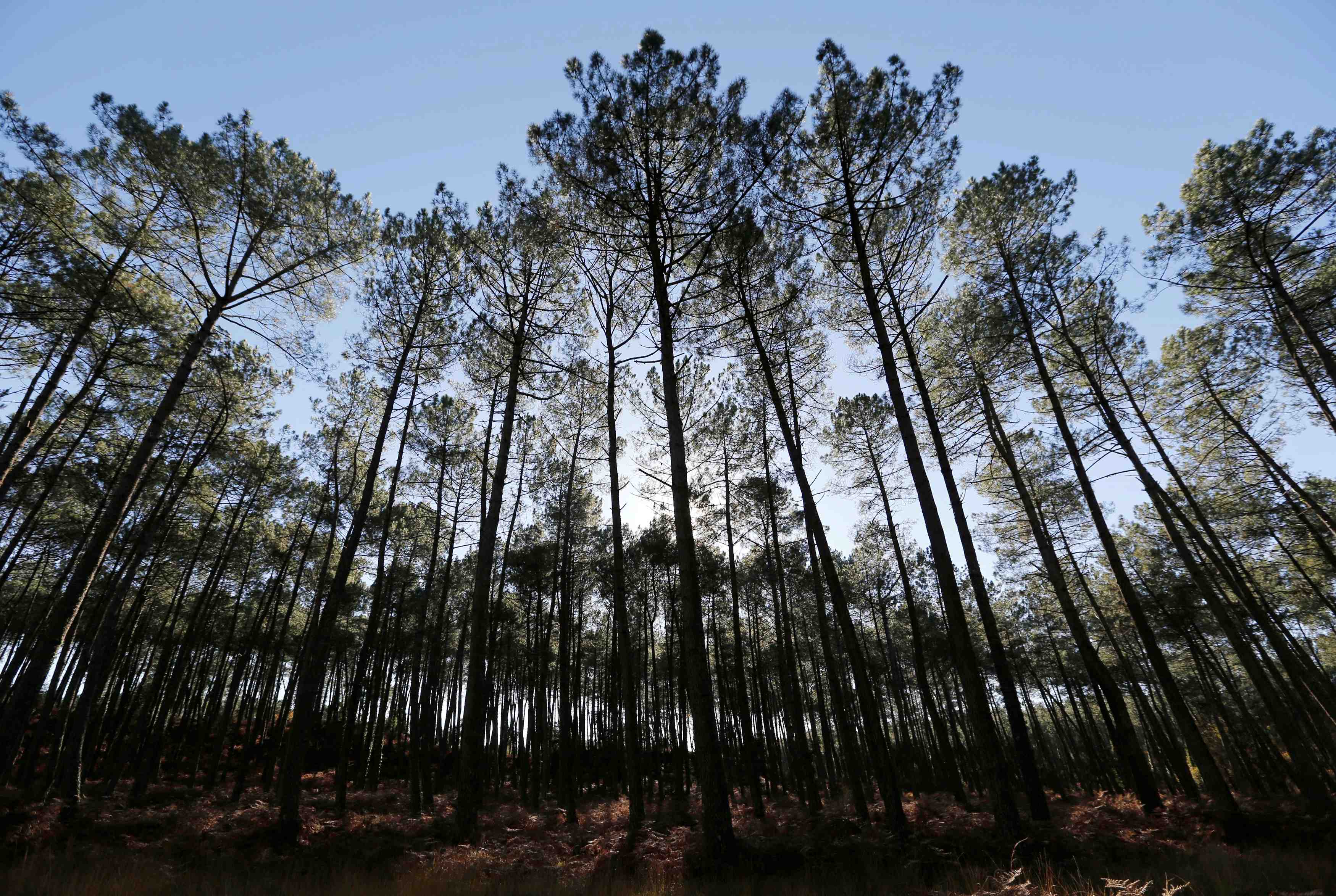 France: baisse des depenses des entreprises pour l'environnement