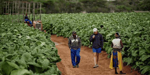 plantation agricole tabac Zimbabwe