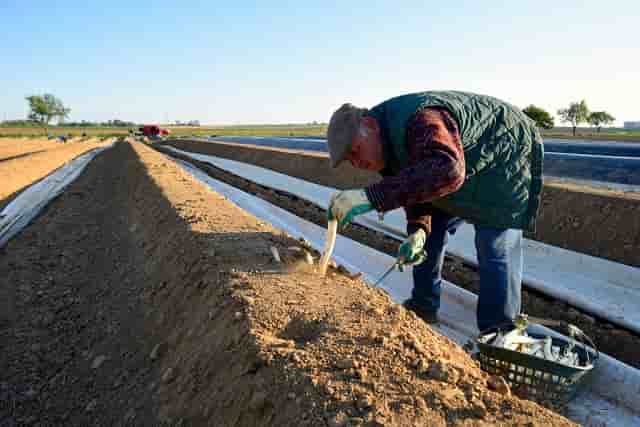 agriculture