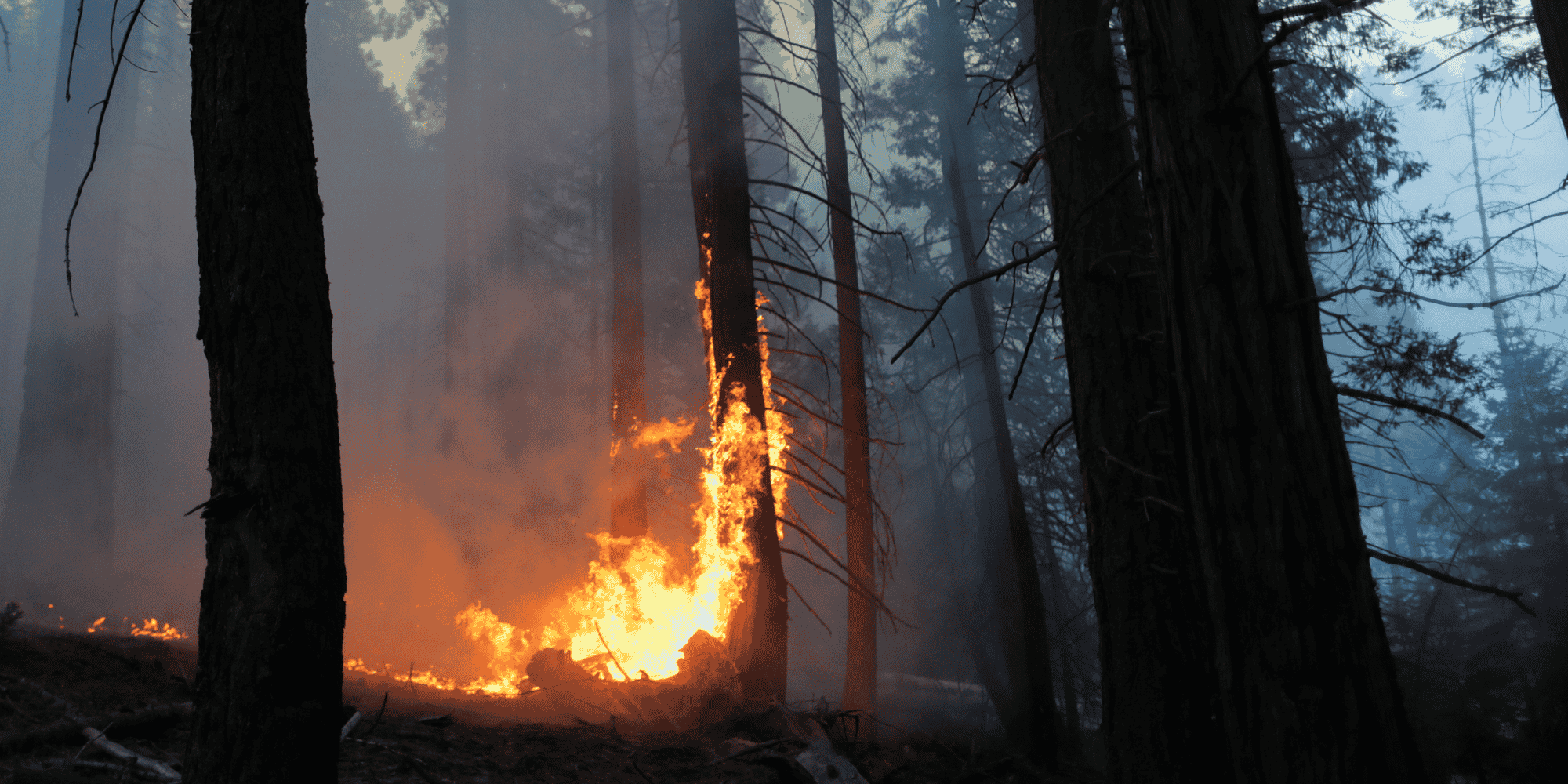 France: record d'emissions de co2 dues aux feux de foret