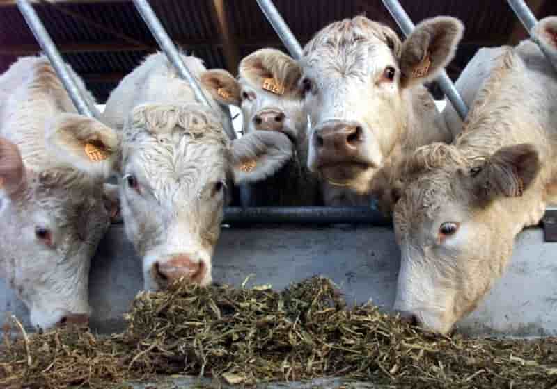 Les vaches de normandie victimes des sanctions contre l'iran