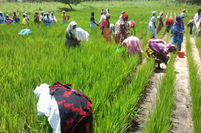 Sénégal agriculture femmes
