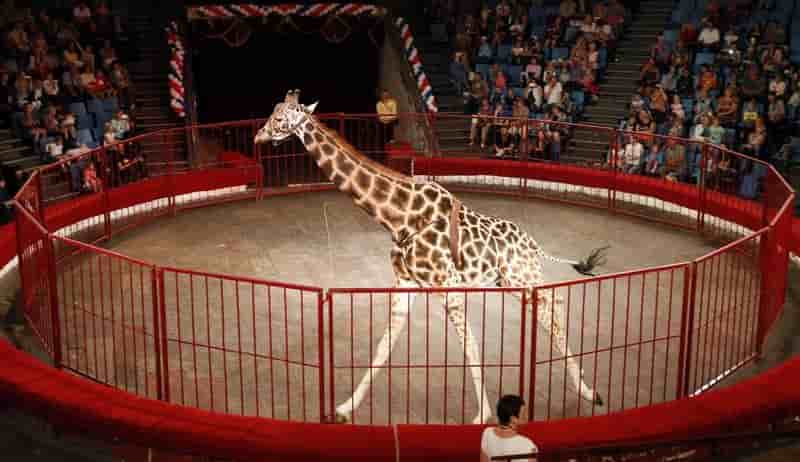Des places au cirque offertes par le pape deplaisent a certains