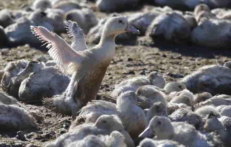 2.700 canards abattus, virus faiblement pathogene