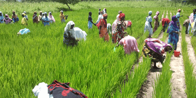 Sénégal agriculture femmes