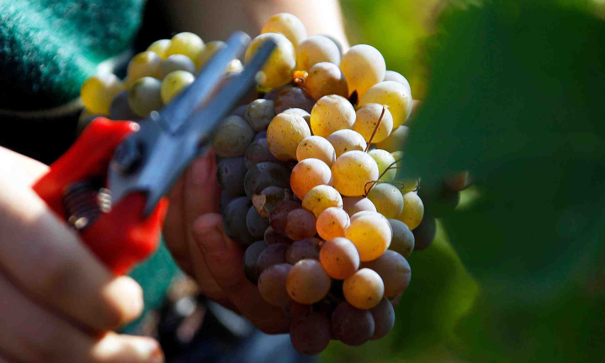 Coup d'envoi des vendanges dans le bordelais