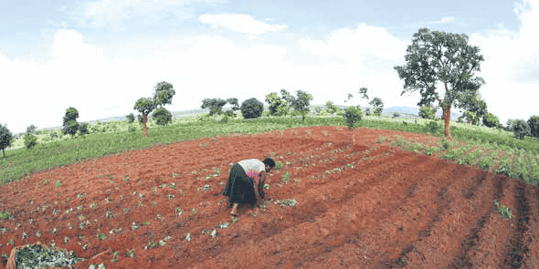 Terres arables agriculture malawi