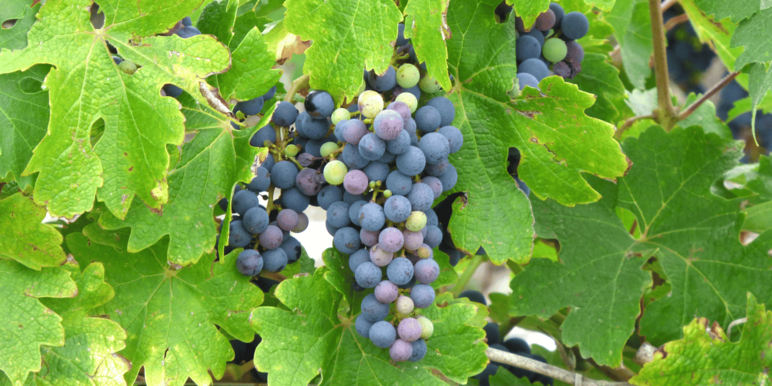 Vignes