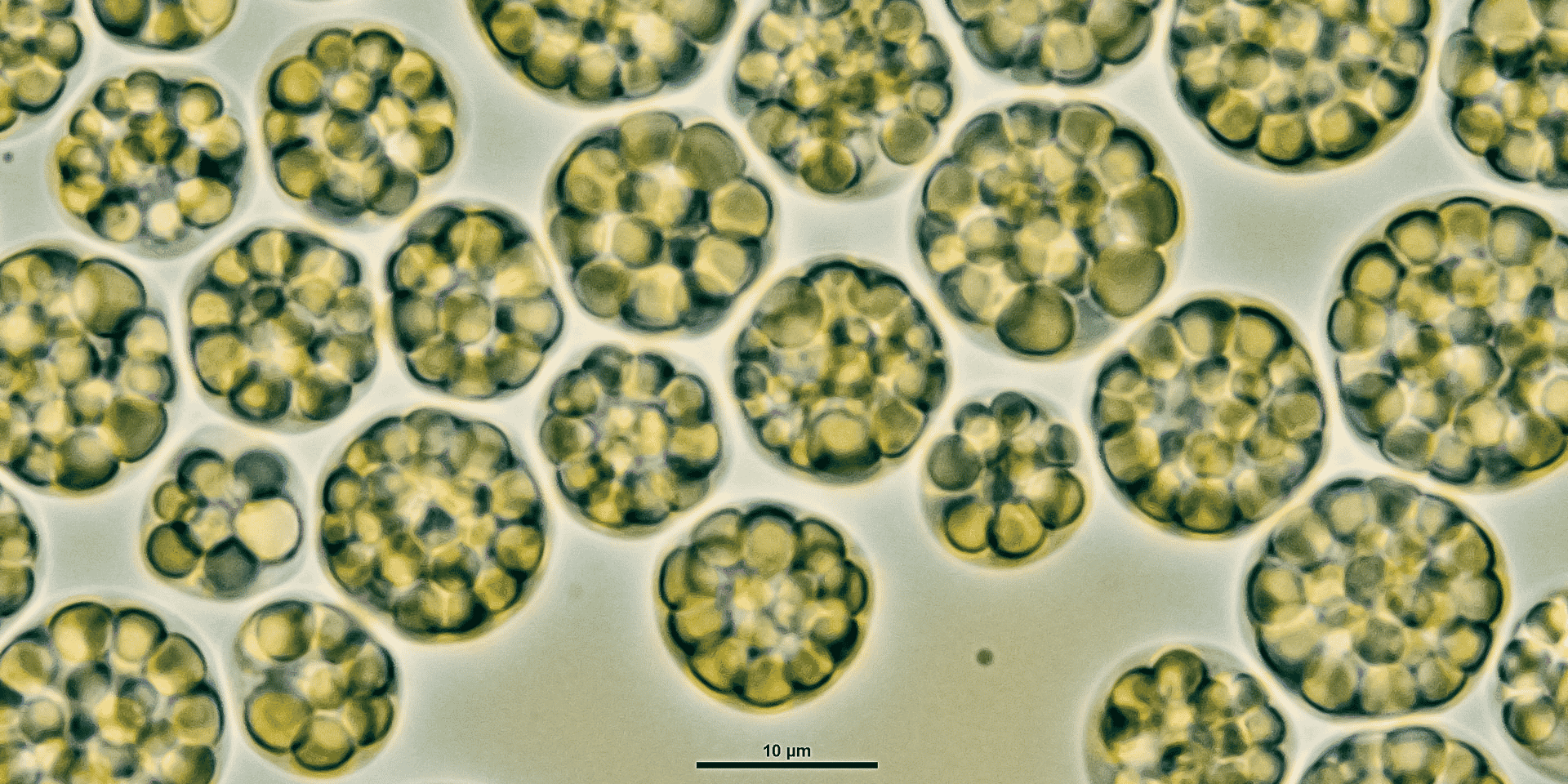 Microalgues