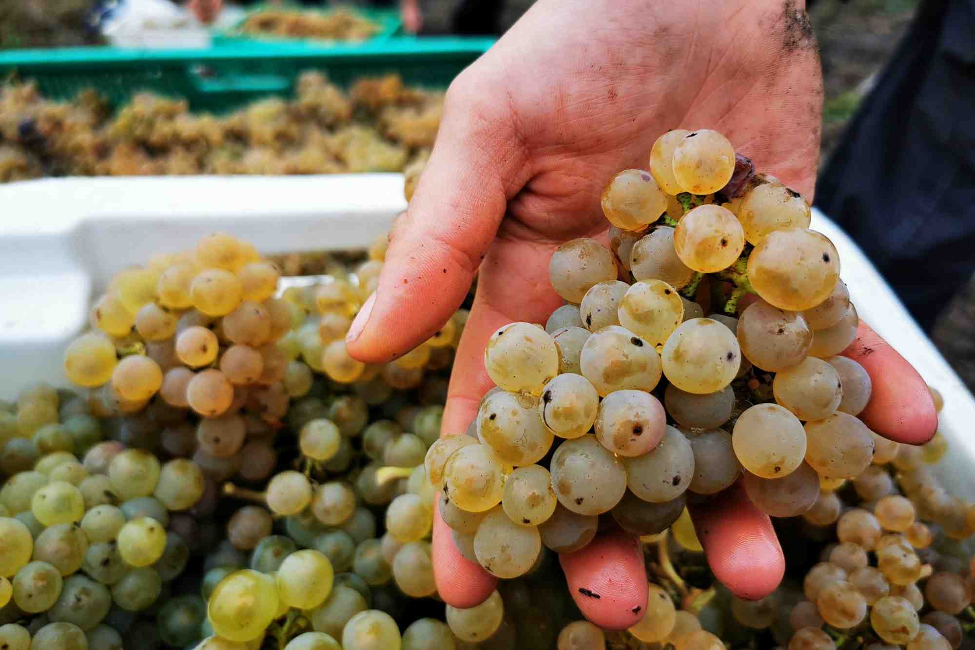 La France, avec une production stable, redevient quant à elle le premier fournisseur de vin au monde devant l'Italie.