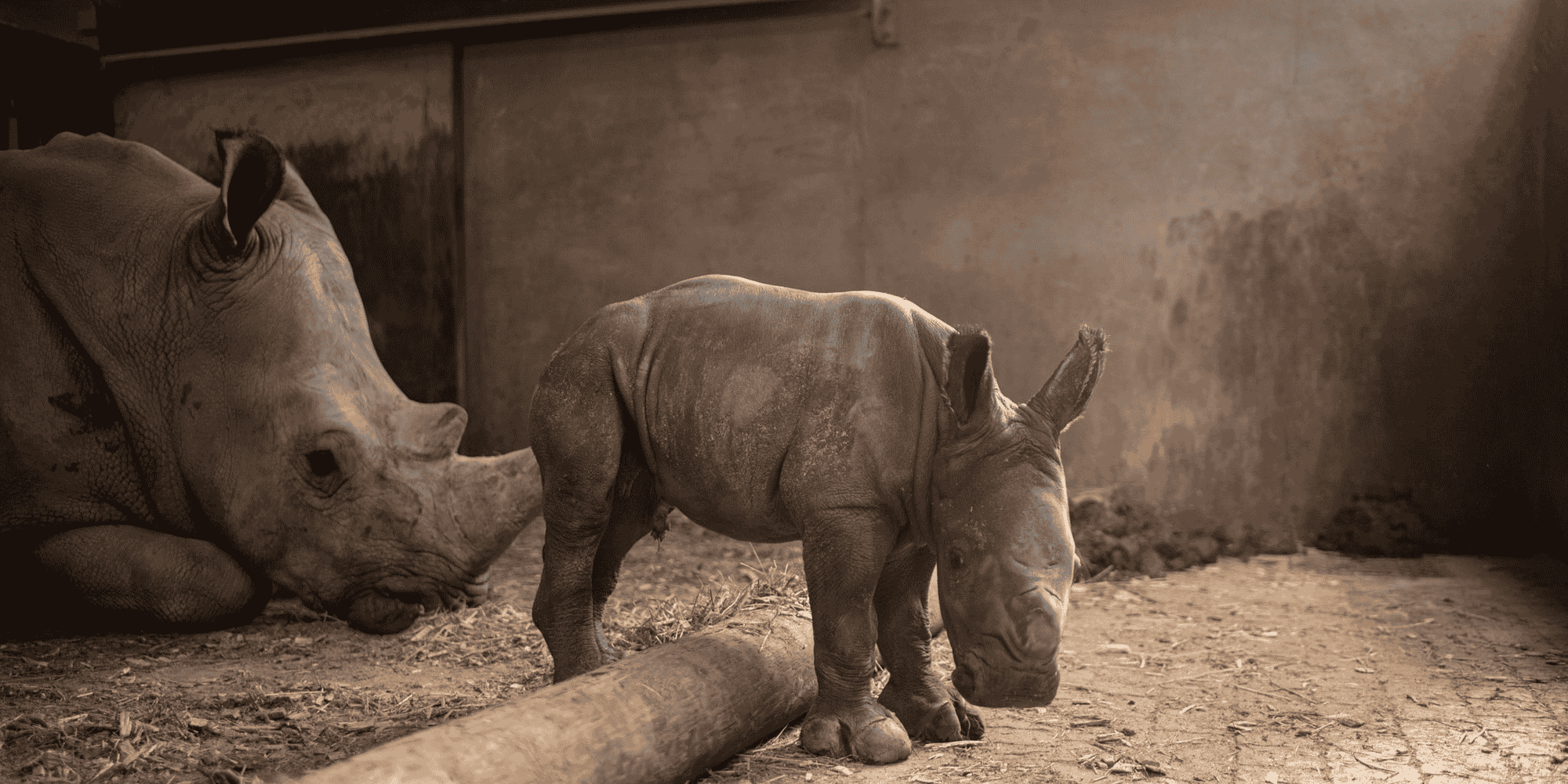 Safari Peaugres