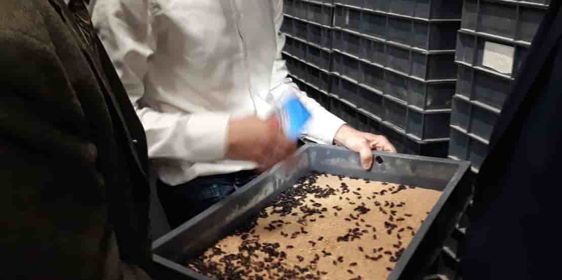Invers, protéines durables