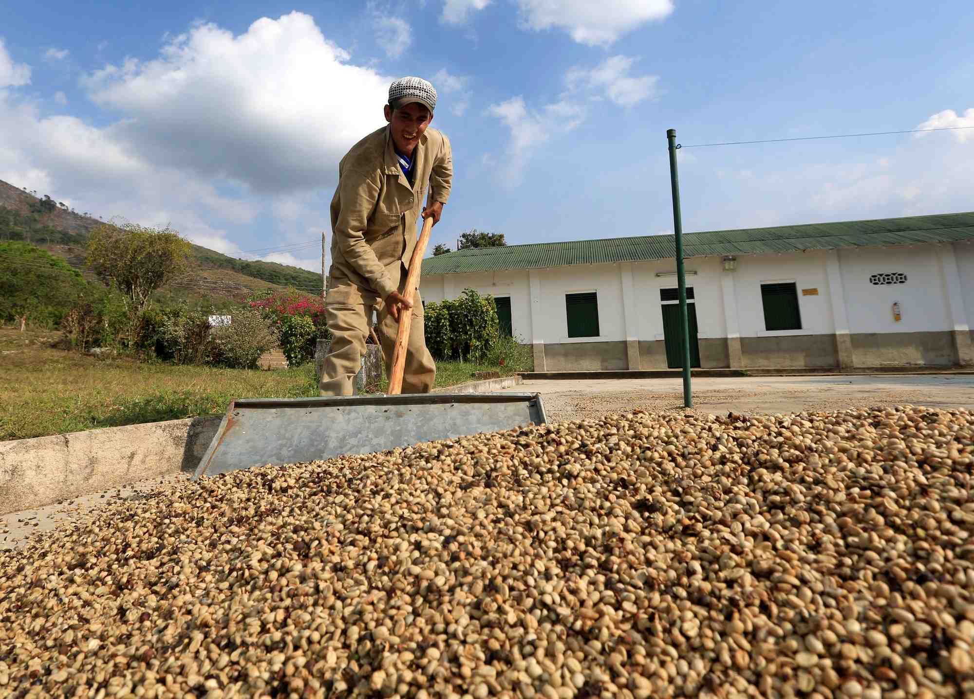 Un ouvrier ramasse des grains de café séchés dans une plantation de la Fédération nationale des producteurs de café à Pueblo Bello, en Colombie.