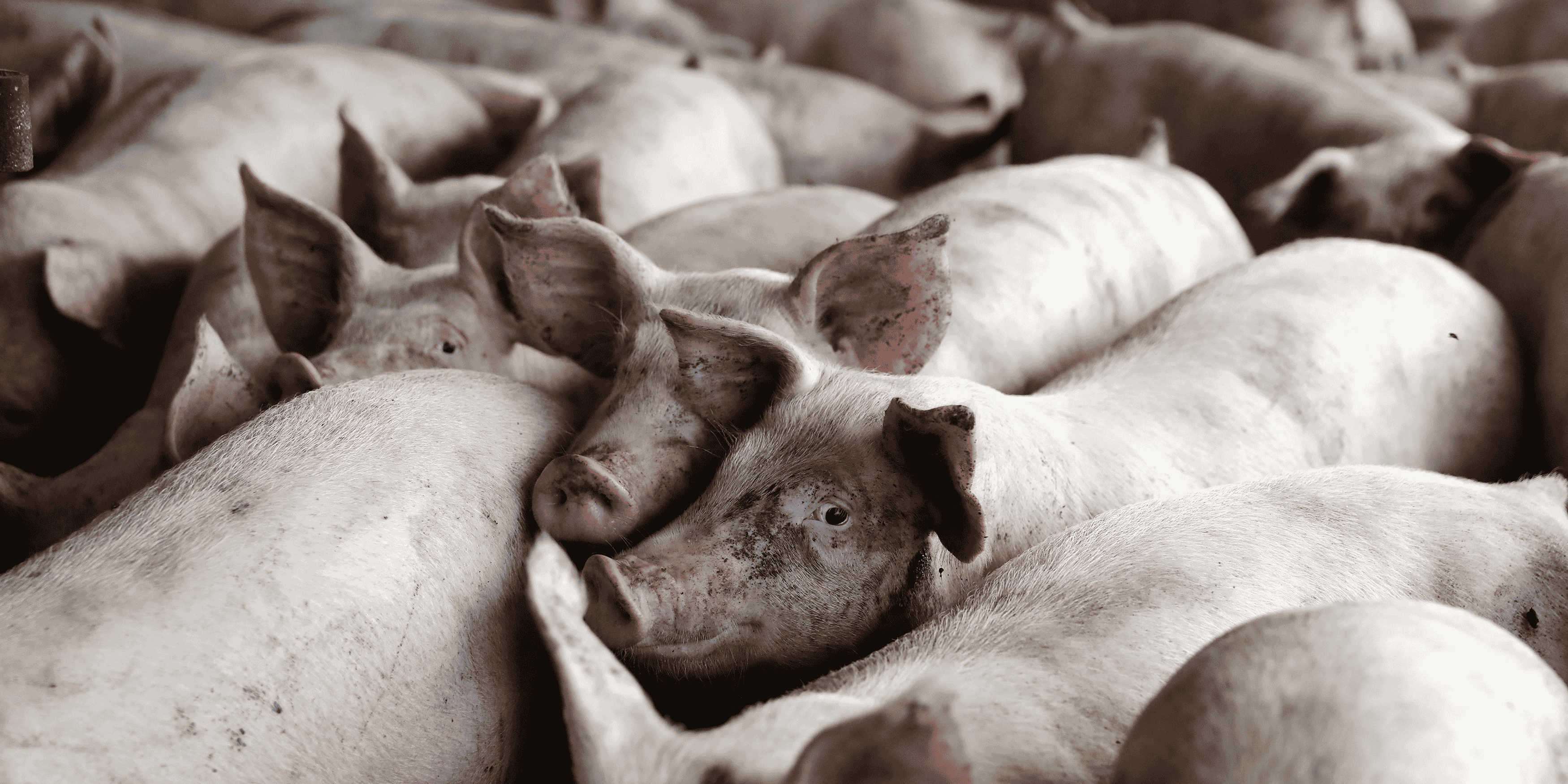 L'epidemie de peste porcine s'etend en chine