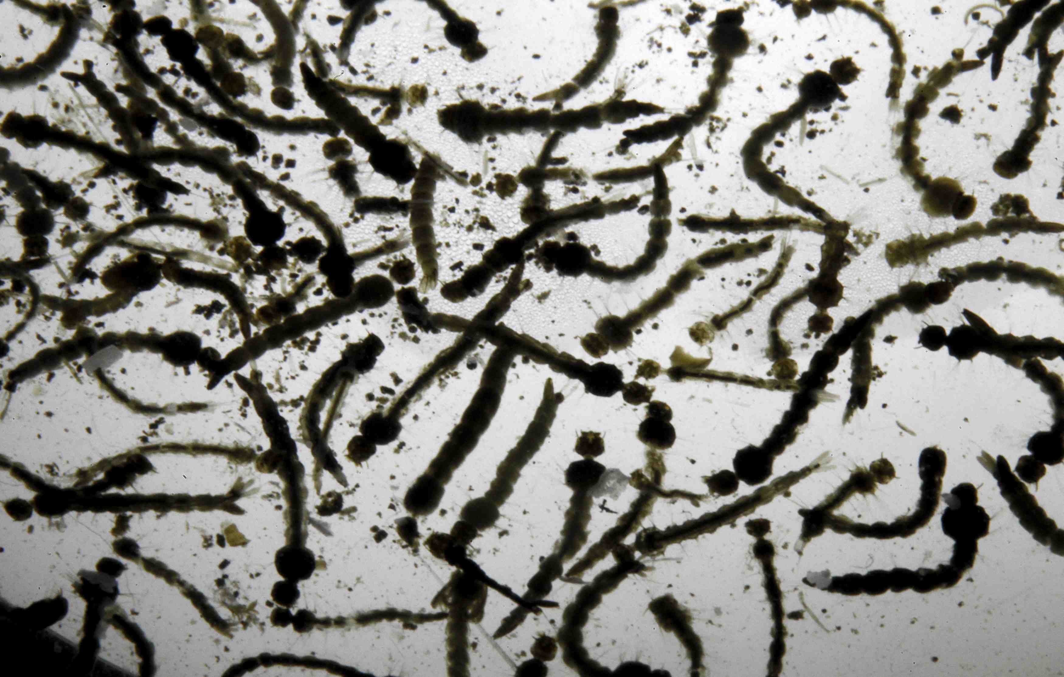 Les zones a risque zika fortement deconseillees aux femmes enceintes