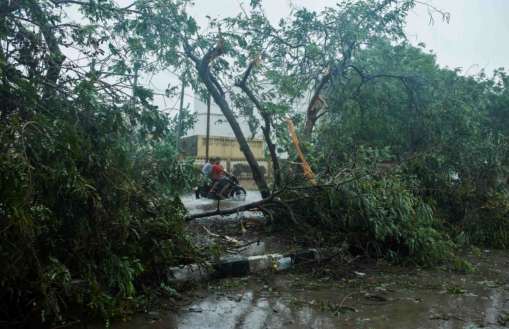 Des gens passent devant un arbre tombe au lendemain du cyclone biparjoy a bhuj