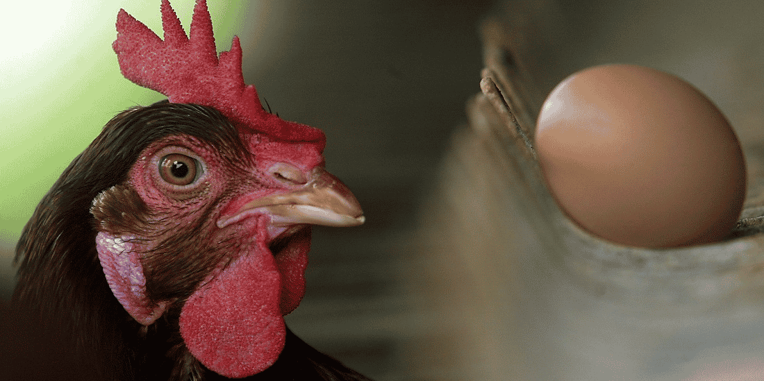 Poule oeuf
