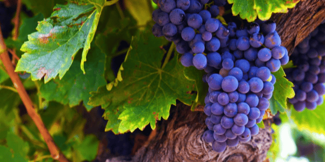 En Occitanie, les surfaces de vignes en conversion bio (11.353 ha) sont en recul de 36% en 2023 par rapport à 2022.