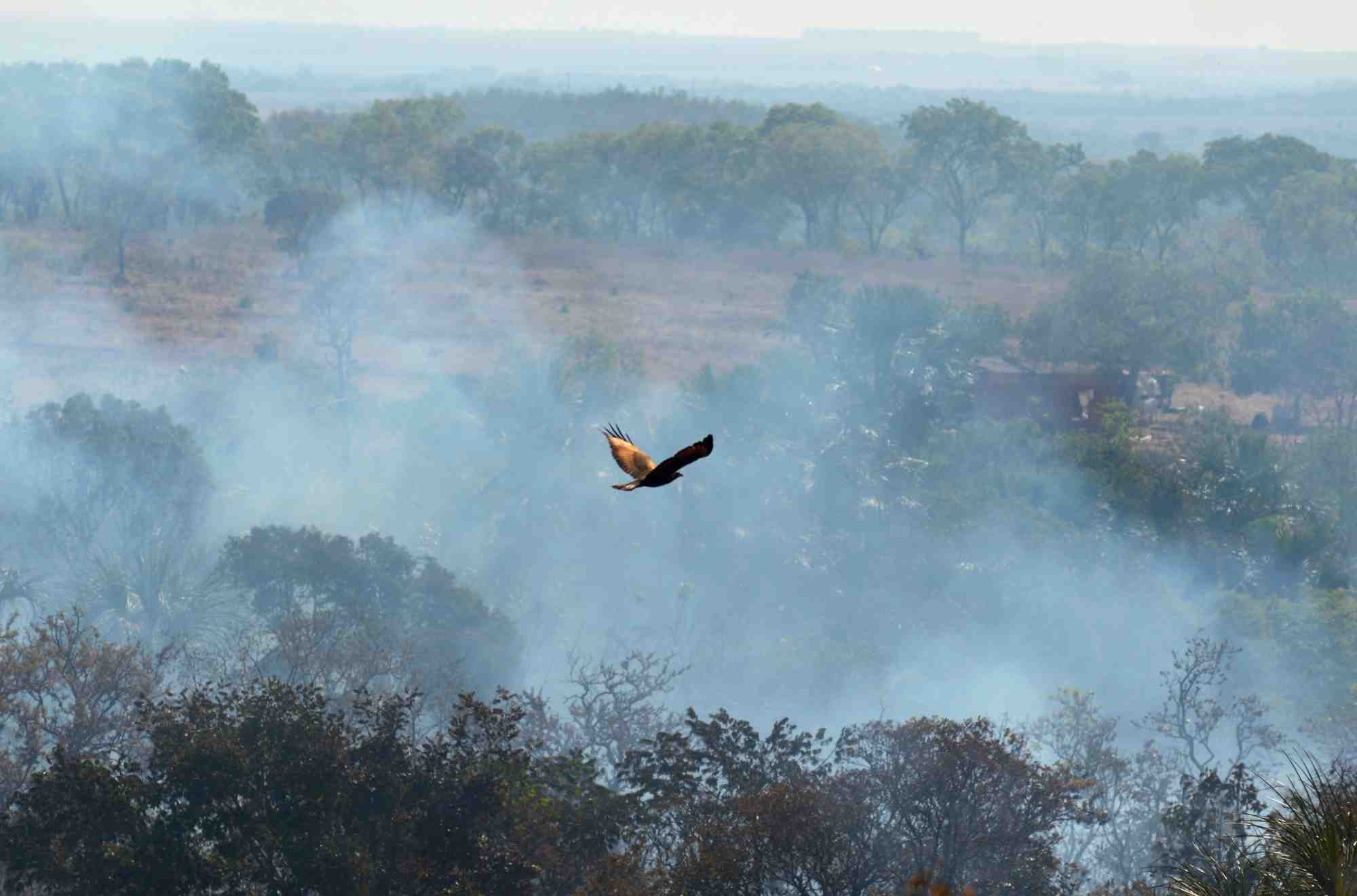Amazonie: sept pays de la region signent un pacte de protection