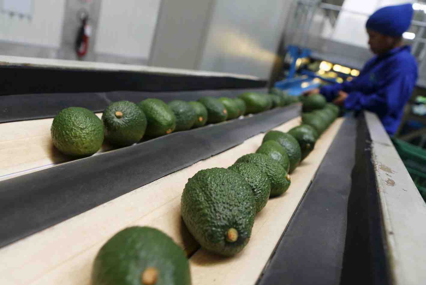 Les prix des avocats ont déjà pris 11,5 % aux Etats-unis, en raison de leur production au Mexique. (Photo d'illustration)