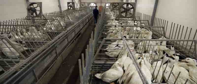 Renforcement des mesures de protection anti-grippe aviaire