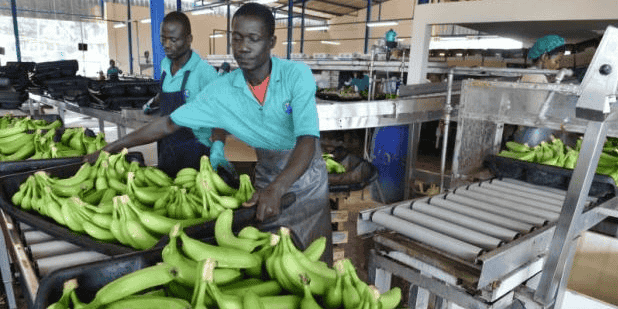 banane cote d'ivoire