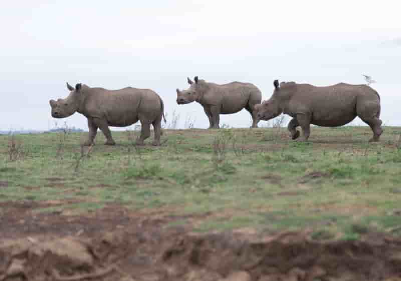Afrique du sud: les eleveurs de rhinoceros lancent un site de vente de cornes