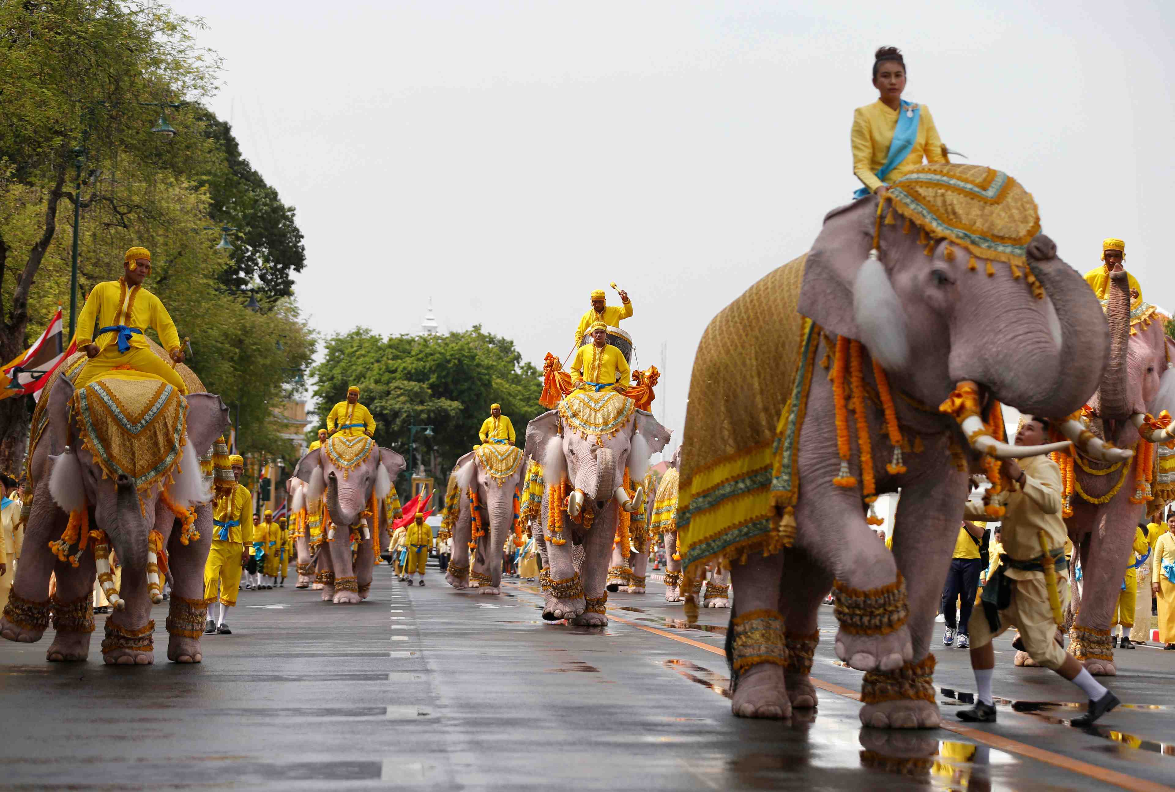 Defile d'elephants blancs en l'honneur du roi de thailande