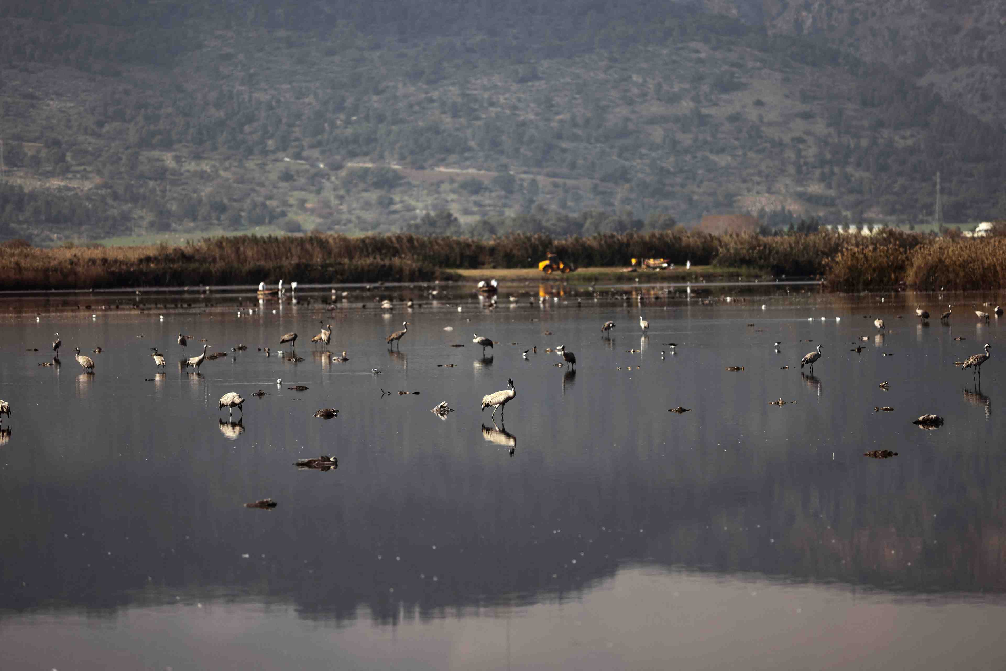 Un foyer de grippe aviaire hautement contagieuse signale en espagne