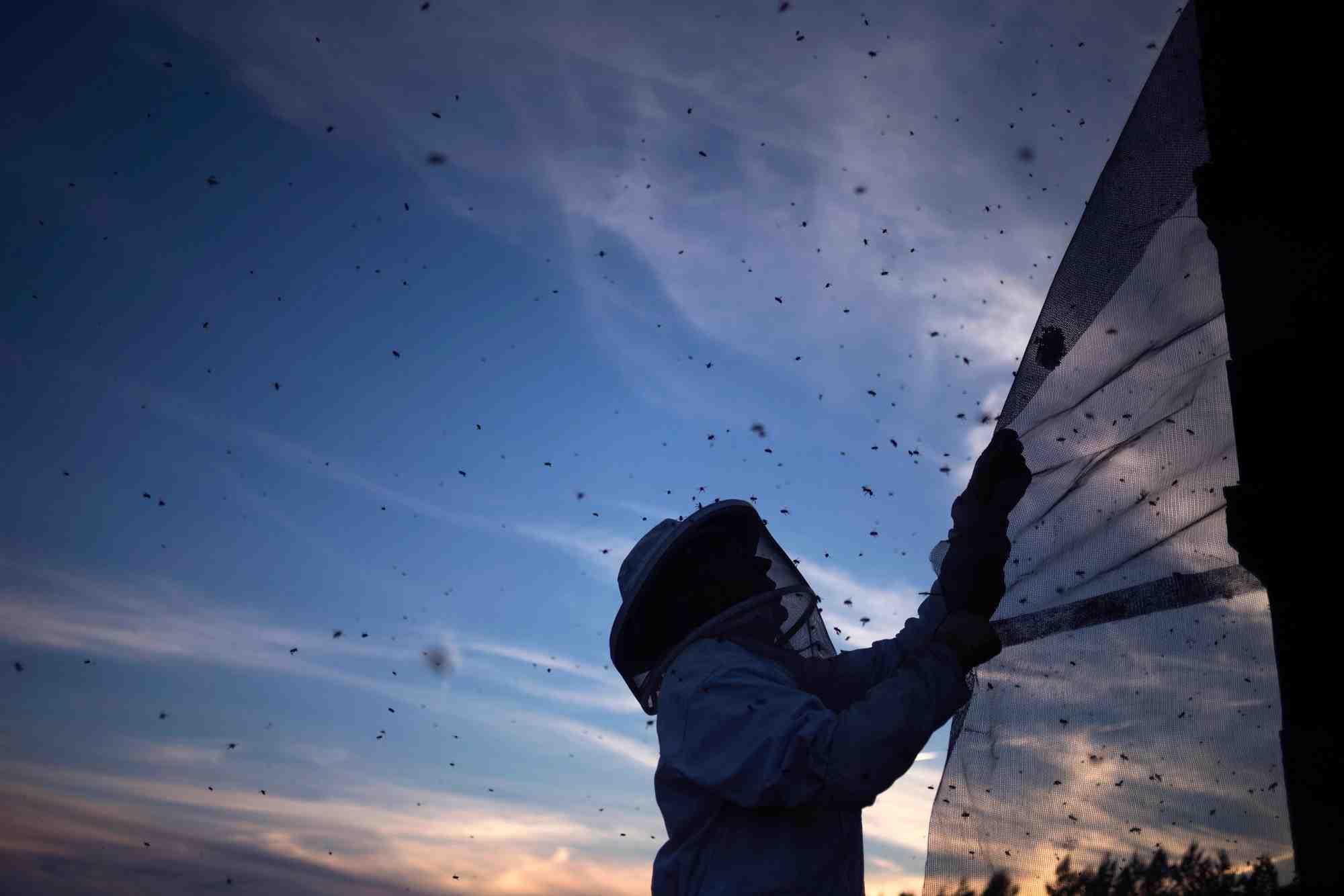 Interdiction en france de cinq insecticides tueurs d'abeilles