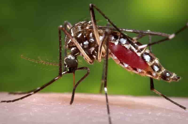 La Polynésie française frappée par la dengue et le zika