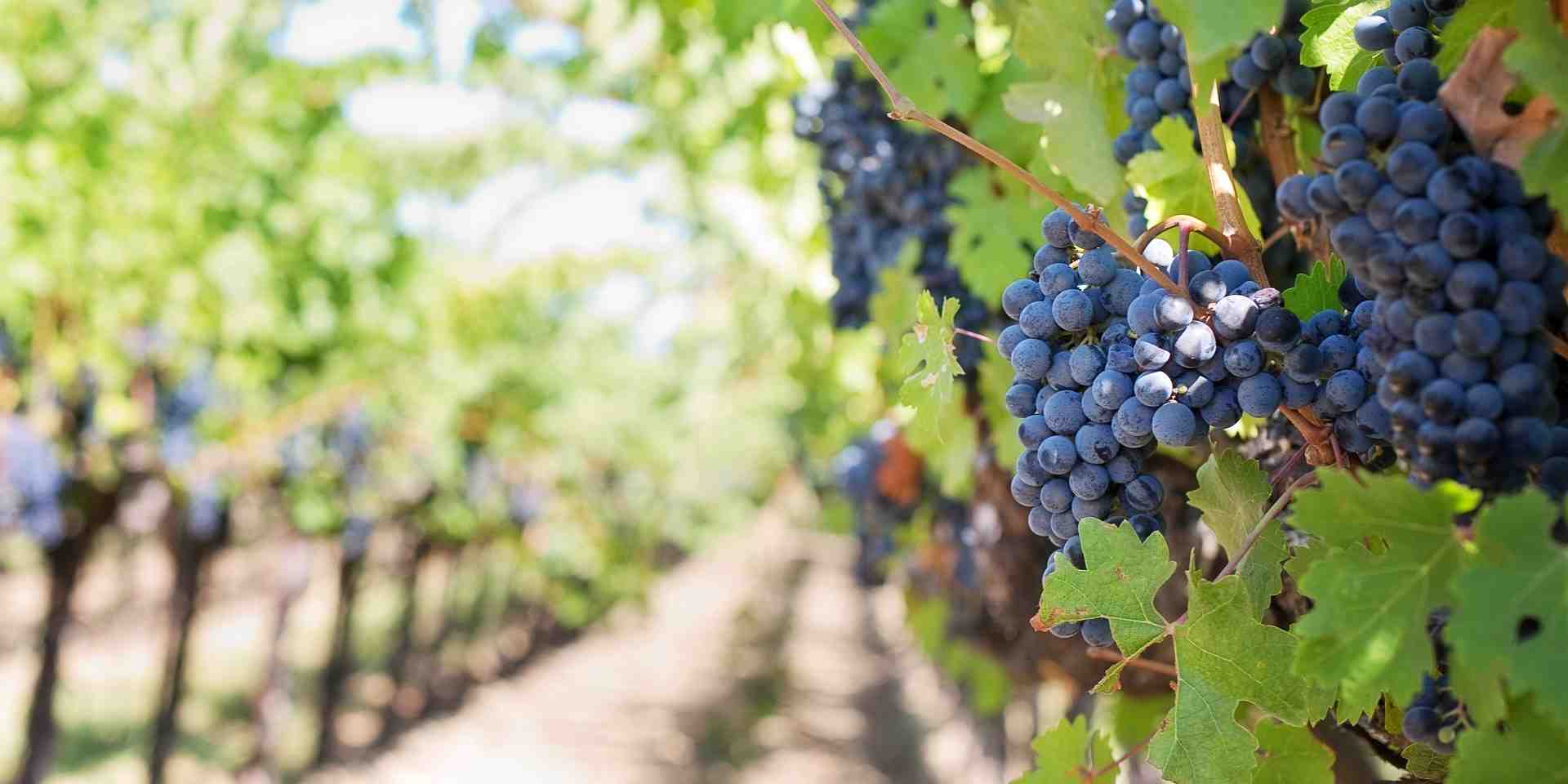 Les cépages rouges vont être les plus concernés par l'arrachage alors que les ventes de vins blancs se maintiennent.